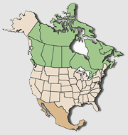 North America